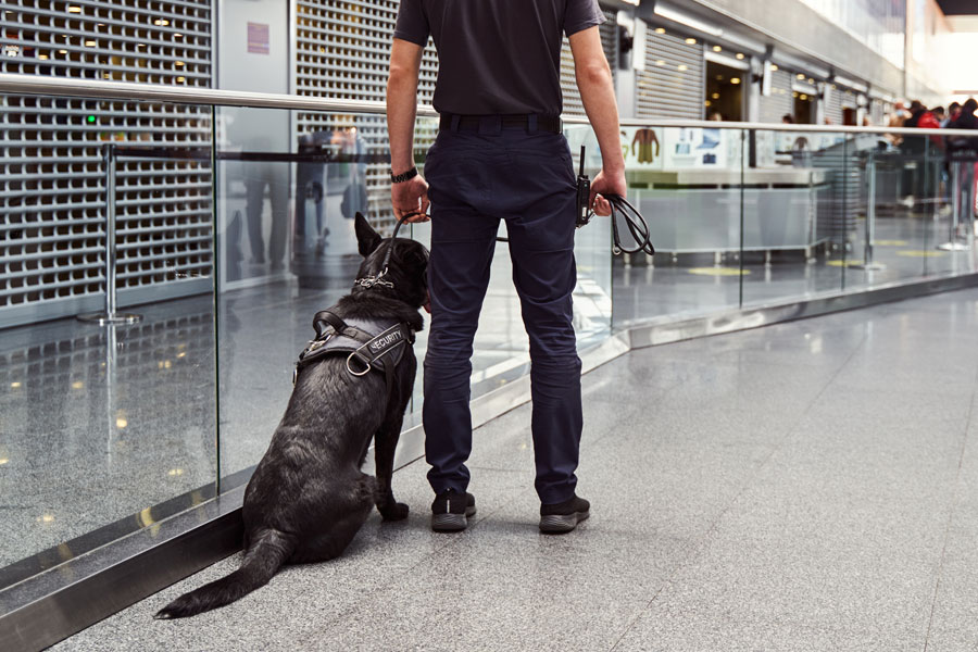 canine security patrol